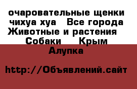 очаровательные щенки чихуа-хуа - Все города Животные и растения » Собаки   . Крым,Алупка